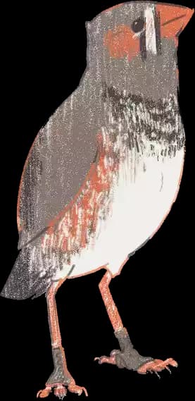 A cuete zebra finch bird stands tall. Covering part of the title.